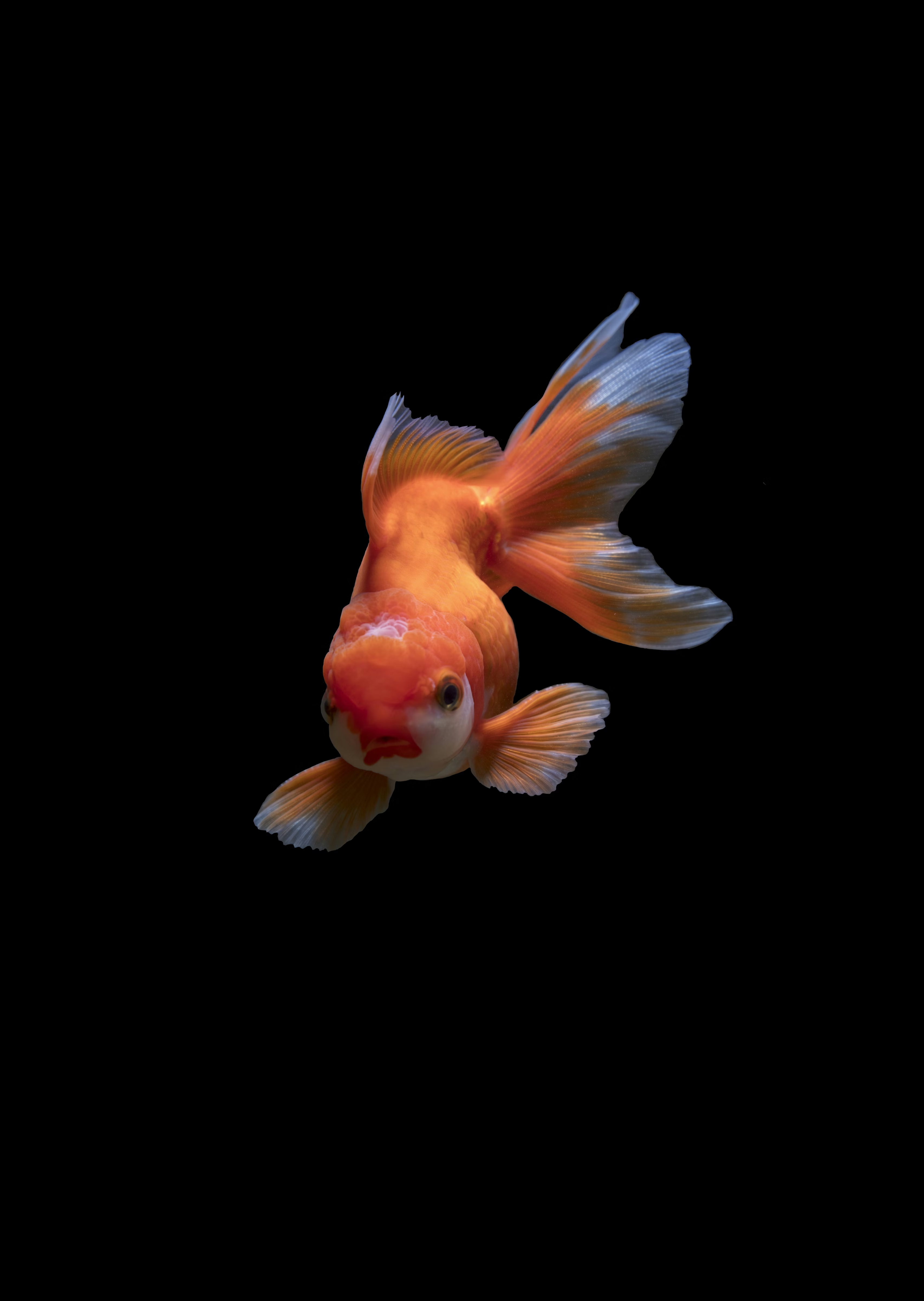 goldfish